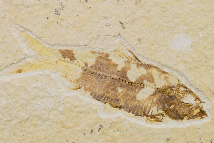 Fossil Fish (Knightia) - Wyoming #159556
